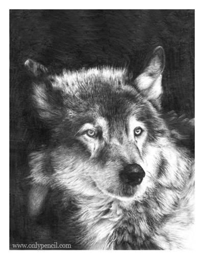 black and white wolf drawings