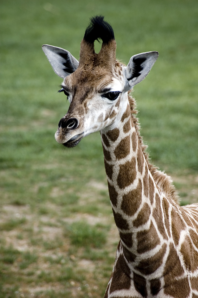 Baby_giraffe_by_MrTim.jpg