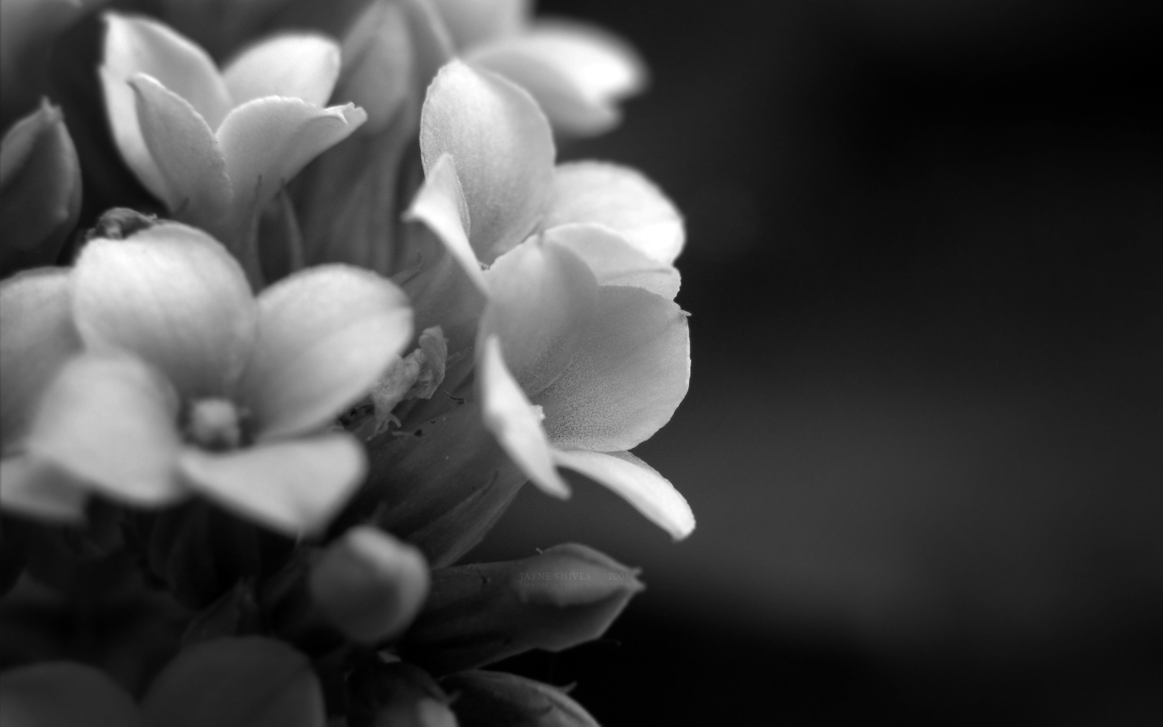 Aperudu fond dcran de fleurs en noir et blanc cicontre
