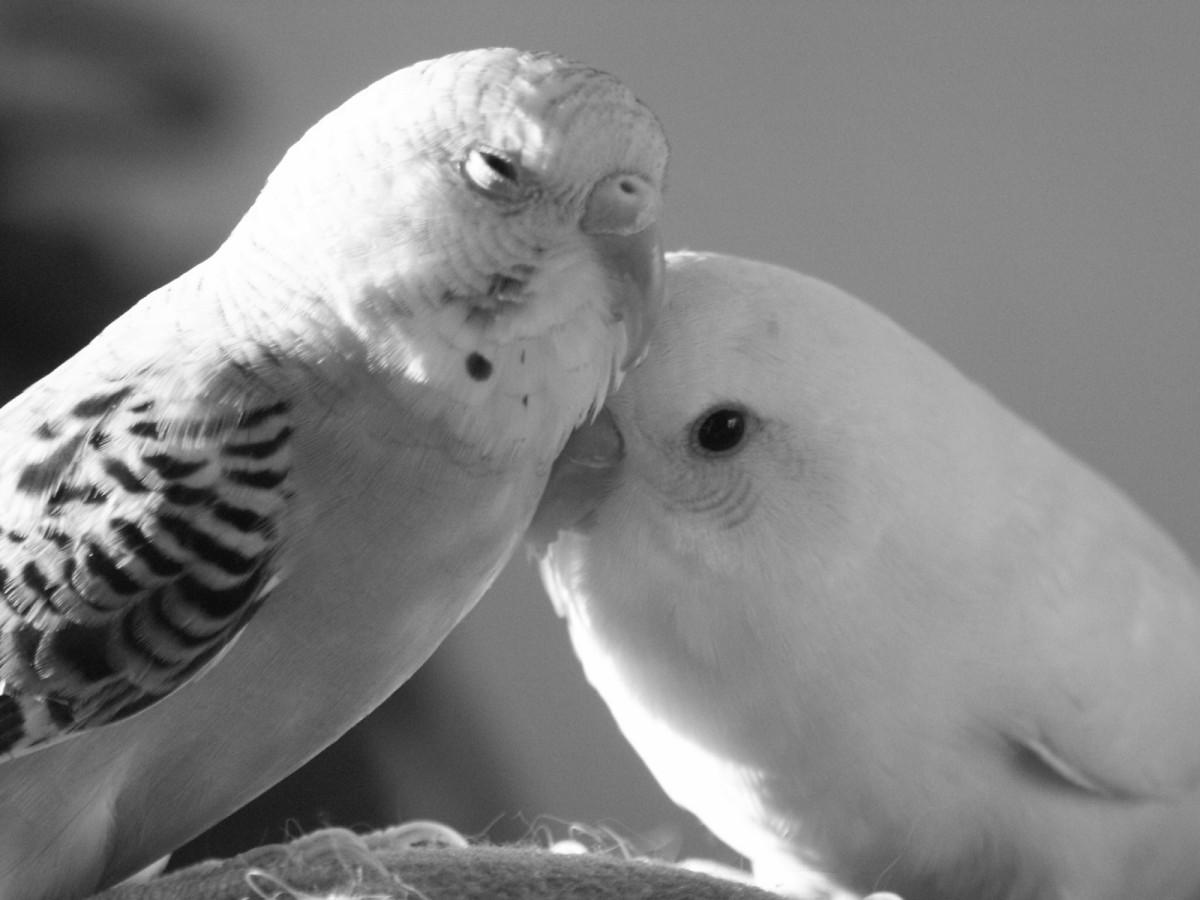 2 Parakeets   Black and White