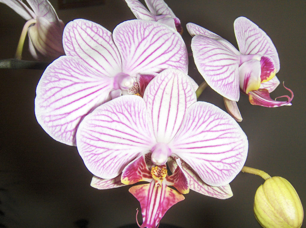 Orchidea_by_Turul9.jpg