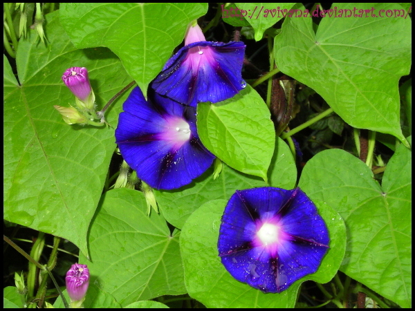 blue_flowers_by_Avivana.png